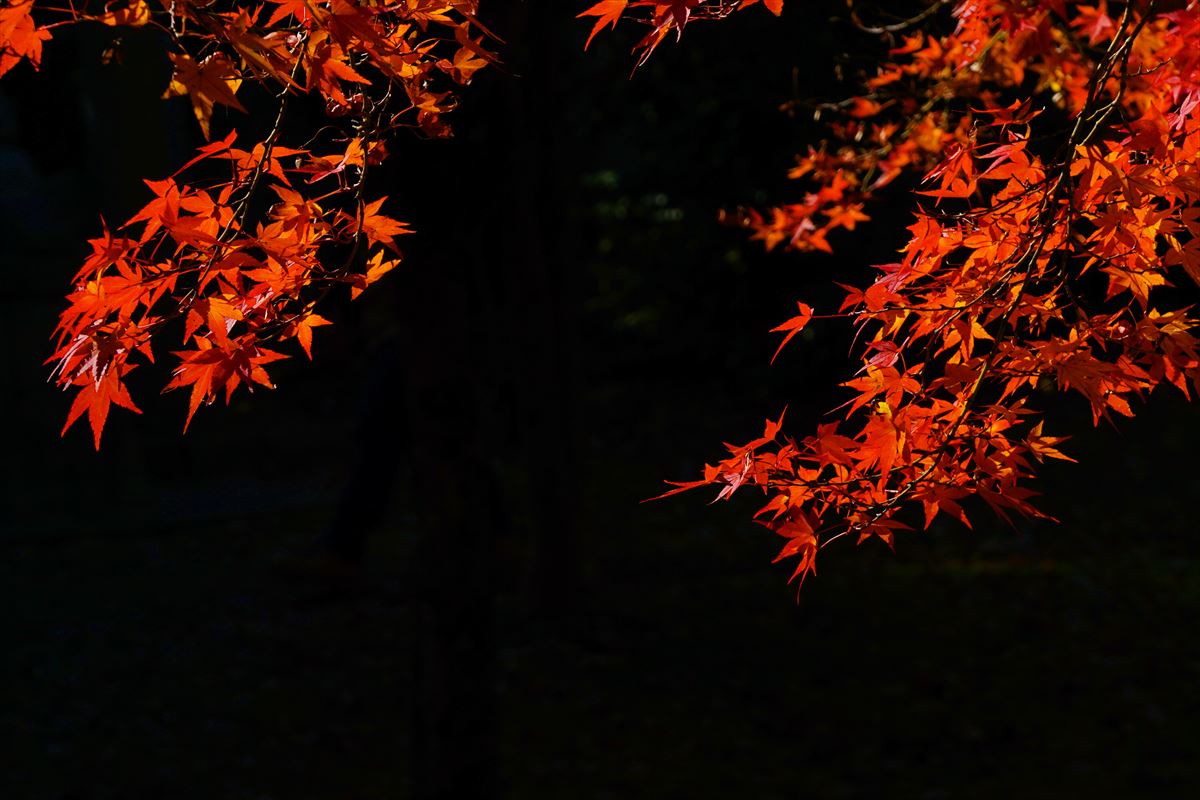 IMG_20191123b.jpg