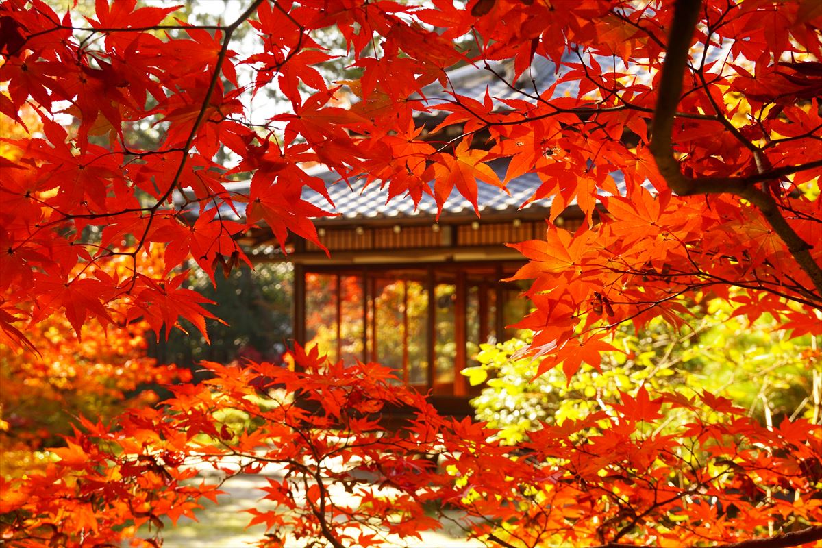 IMG_20201115.jpg
