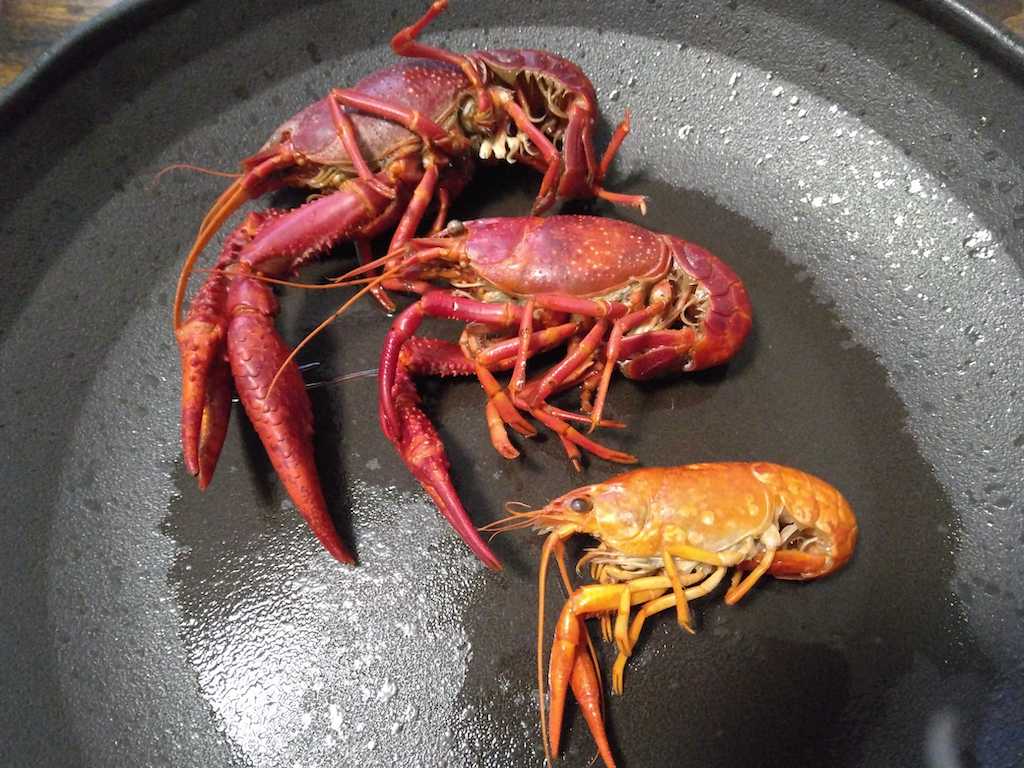 zarigani.jpg