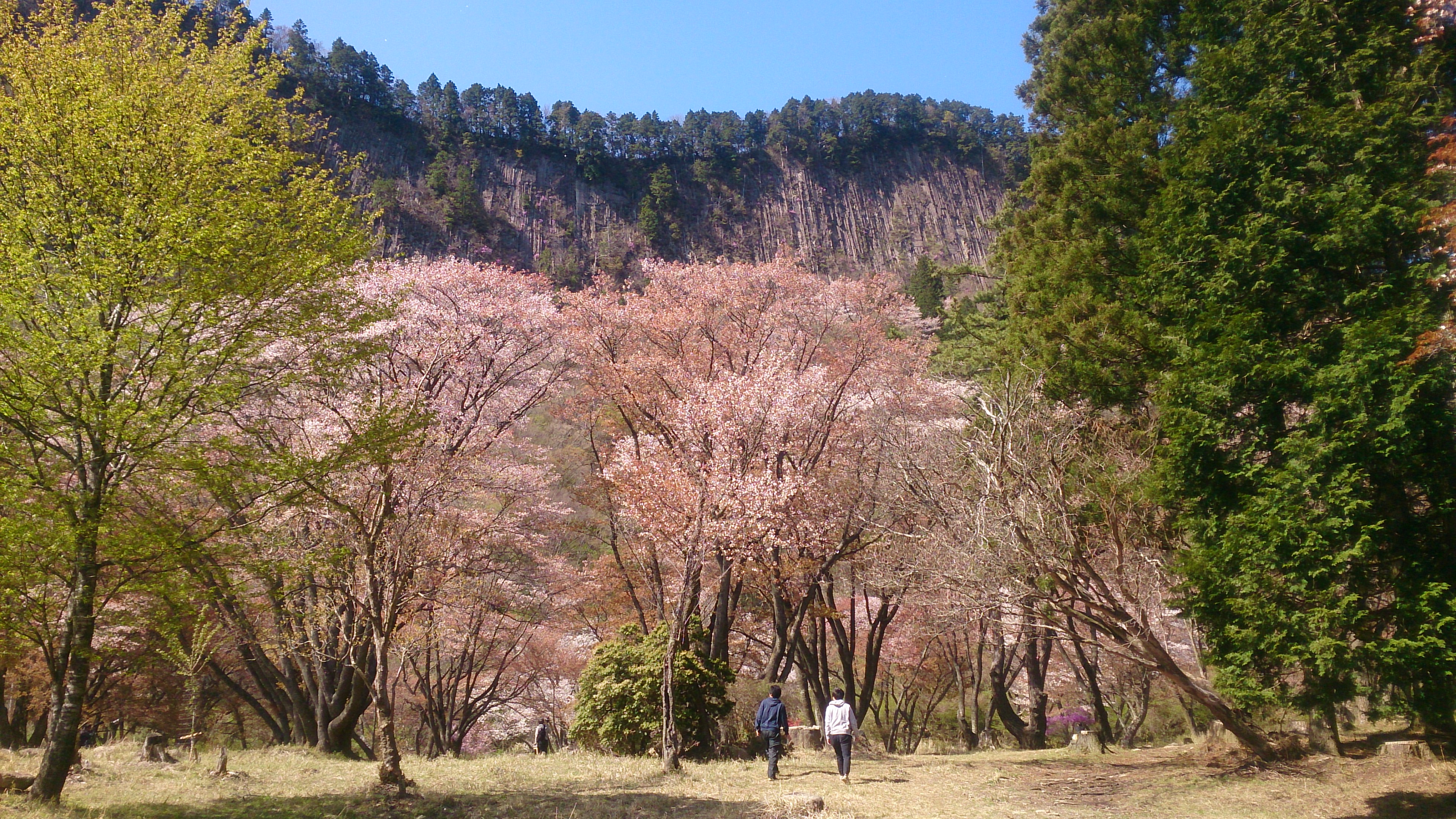 2017sakura.JPG