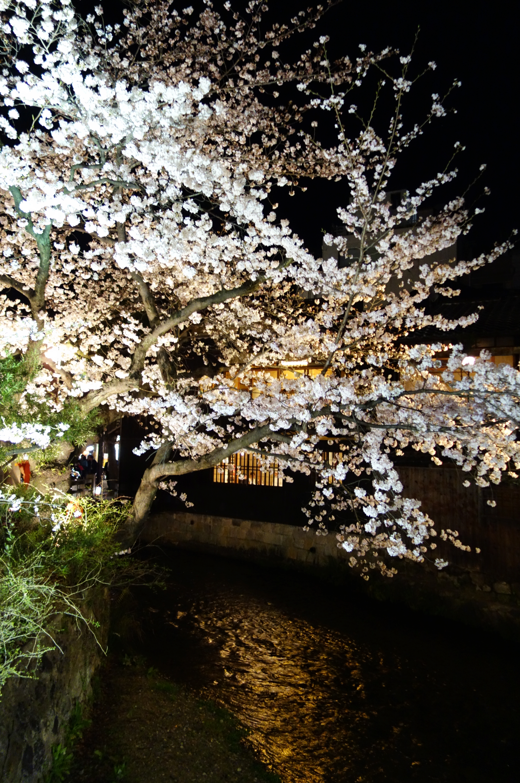 sakura2013.png